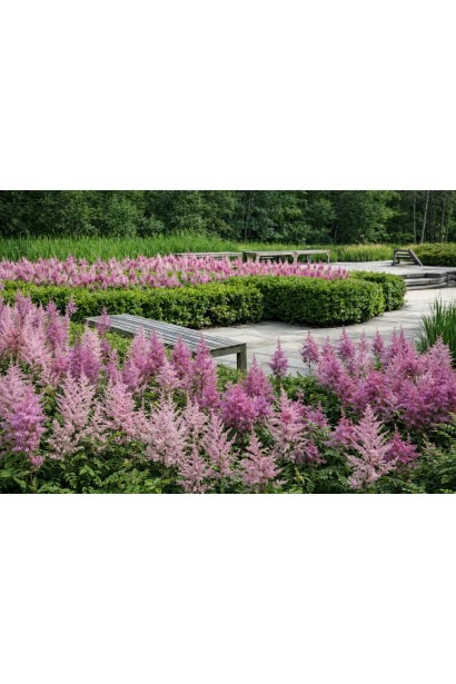 Astilbe Cattleya в композиції